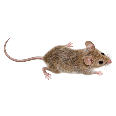 Mouse artwork